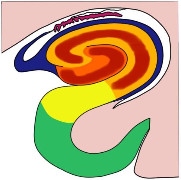 Hippocampal formation