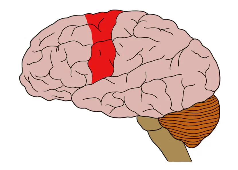 The motor cortex (in red)
