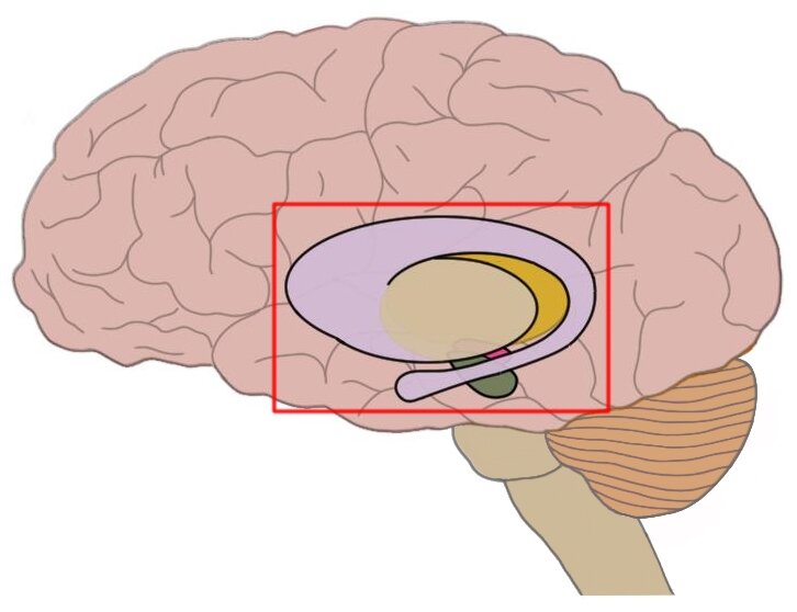 The basal ganglia (surrounded by red box).