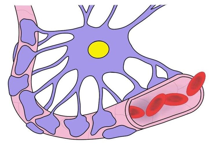 Blood brain barrier