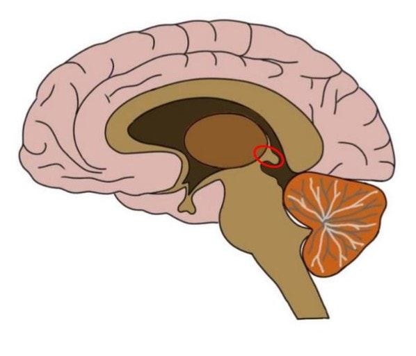 Epithalamus