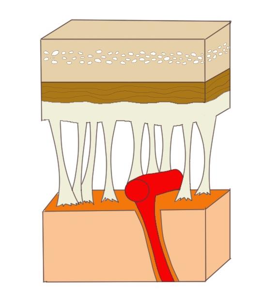 Meninges2