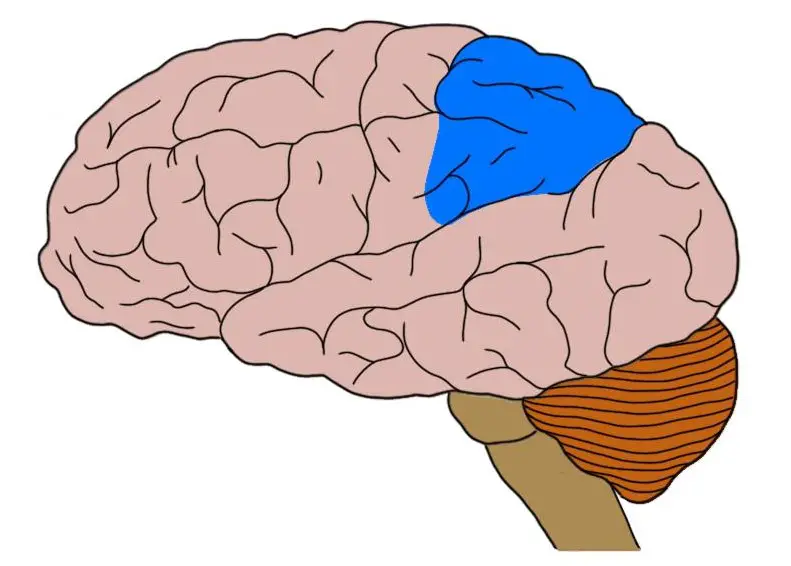 posterior parietal cortex in blue.