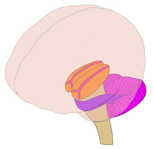 The thalami are the orange, oval-shaped structures in the image. They are the site of the most significant neurodegeneration in fatal insomnia.