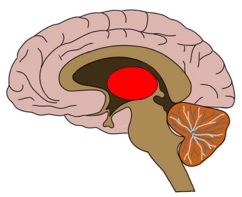 Thalamus3